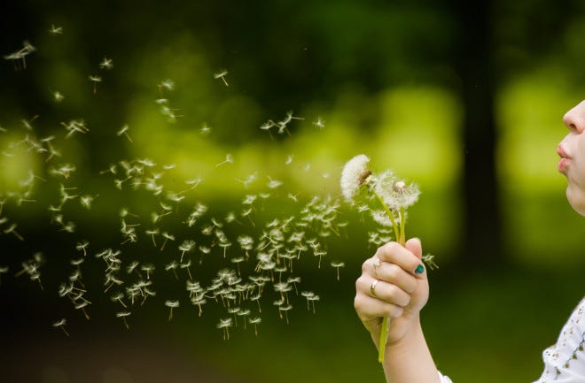 Why Dandelion Seeds Are So Good At Floating | Discover Magazine Why Dandelion Seeds Are So Good At Floating | Discover Magazine
