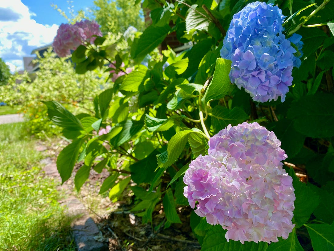 Hydrangea blossoms in pink and blue