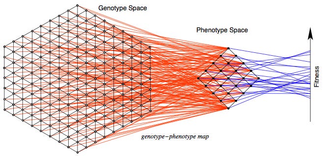 mapping of genotype-phenotype and fitness space