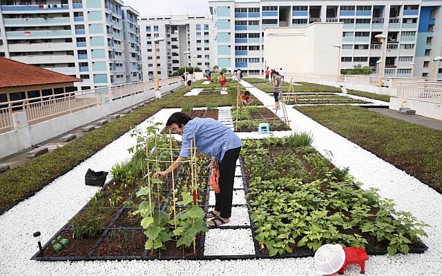 Residents tending vegetable crops on a rooftop community garden in Yishun, Singapore