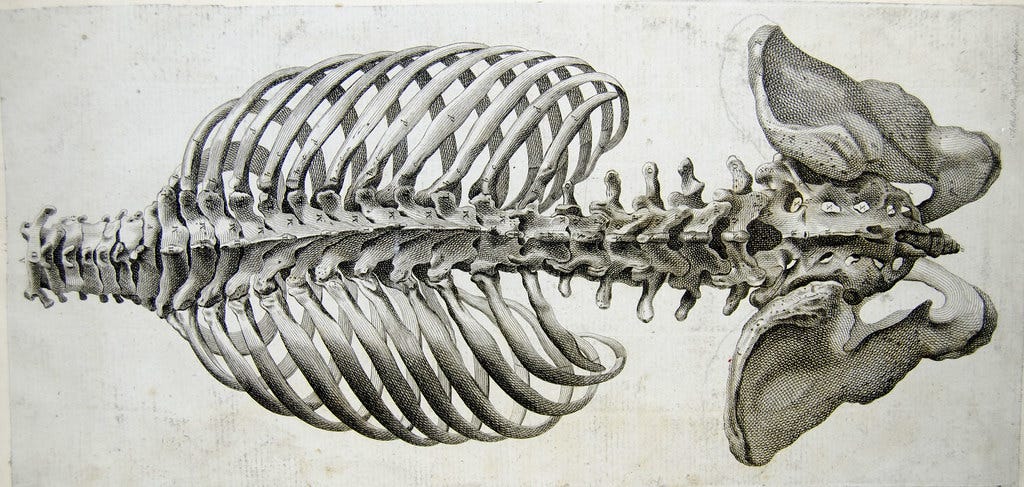 An anatomical drawing of a human spine, ribcage and pelvis