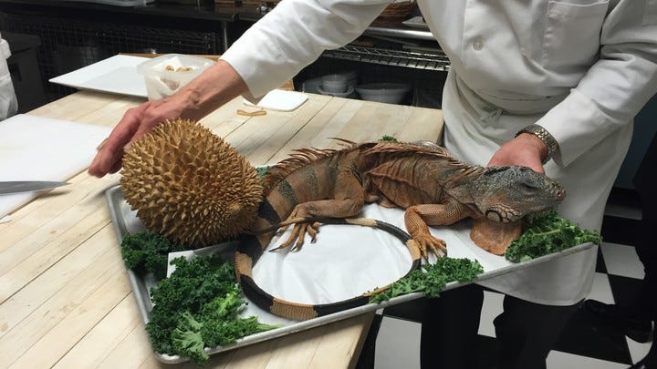 Eating Iguana at the Explorers Club Annual Dinner - The Atlantic