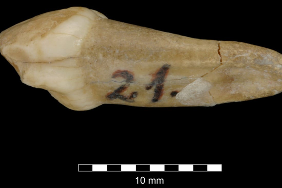 Neanderthal Tooth from Croatia