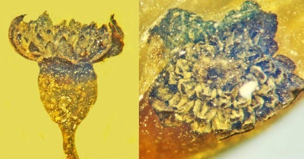 99-Million-Year-Old Fossil Flower Found Encased in Burmese Amber