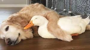 Golden Retriever And Duck Are The Unlikeliest Of Friends - Cesar's Way