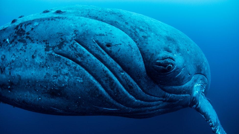 The bodies of whales, among the largest creatures on Earth, are huge stores of carbon (Credit: Alamy)
