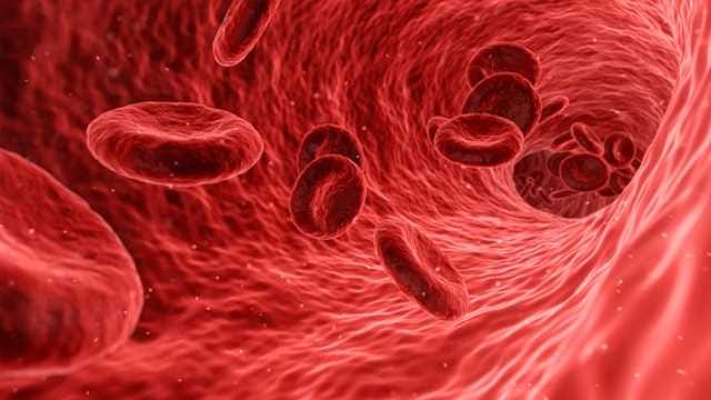Image result for blood cell