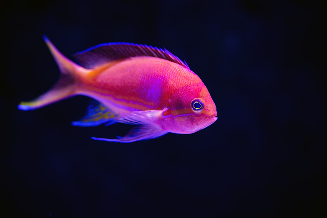 Anthias are pretty fish which school in large numbers over tropical coral reefs.