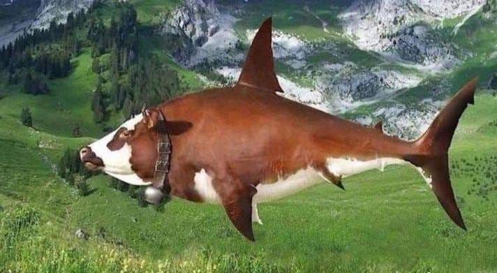 Créature hybride requin-vache