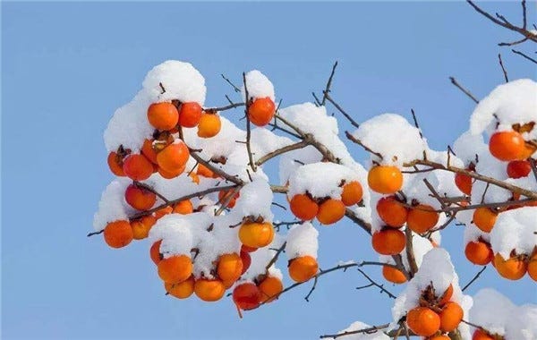 下雪了，为啥柿子树的柿子没人采摘？听过“柿子树上一把刀”吗？ - 美食资讯(娱乐新闻网)