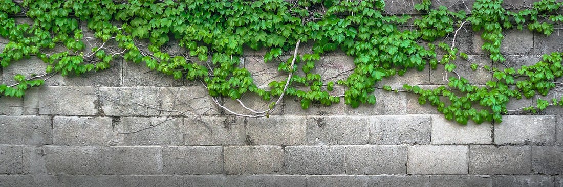 A green ivy trails across a wall of gray bricks.