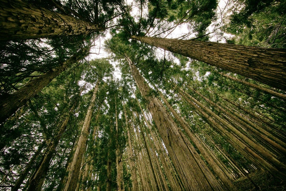 brown and green trees