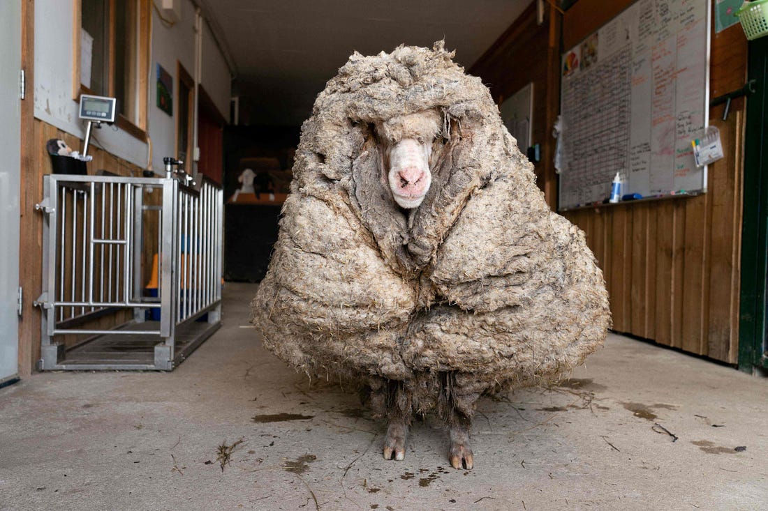 Wild Aussie sheep yields an enormous 35-kilogram fleece | Daily Sabah