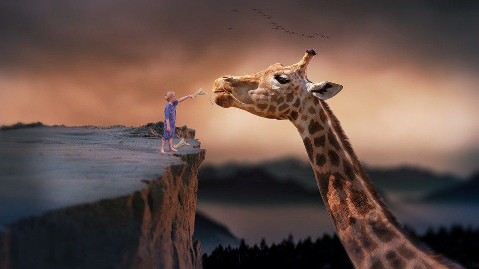 Giraffe, Child, Nature, Dream, Fantasy, Feeding, Boy