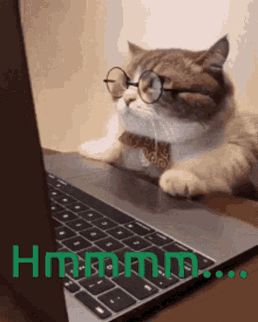 gifje van een kat met een bril op die achter een laptop zit
