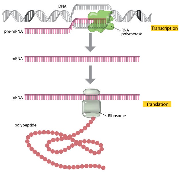 A schematic diagram shows the transcription and translation processes in three basic steps. First, DNA is transcribed into RNA, and then the new mRNA is processed to form a mature mRNA transcript. Finally, the mature mRNA is translated into a protein.
