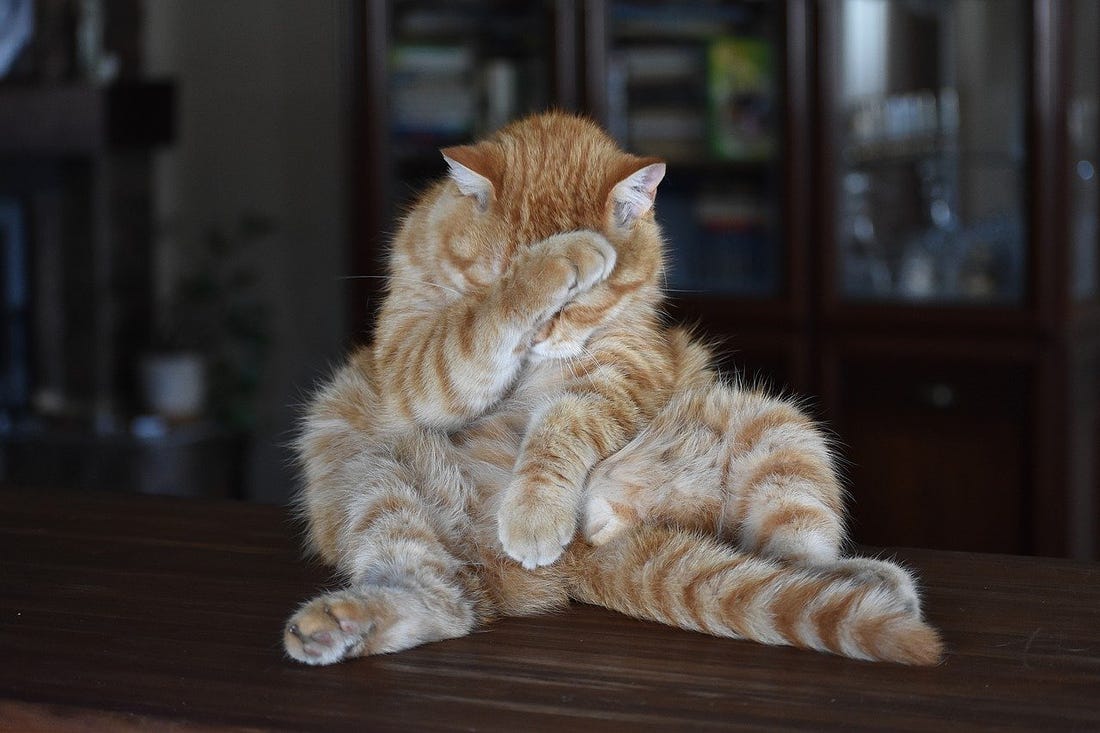 Cat Ginger Striped - Free photo on Pixabay
