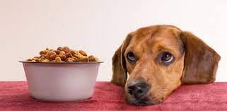 15 Possible Reasons Why Your Dog Won't Eat | Daily Dog Stuff