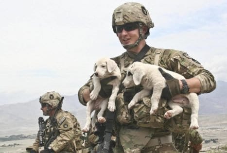 this-soldier-needed-two-puppies this-soldier-needed-two-puppies