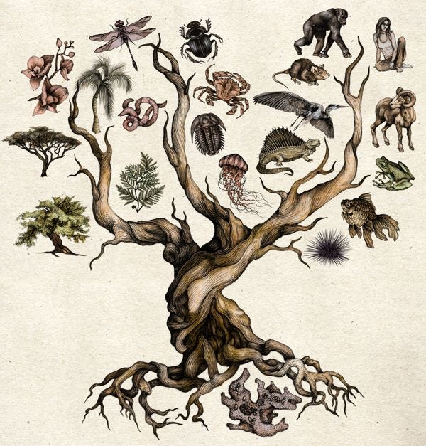 Darwin&#39;s Tree of Life by Katy Wiedemann - Digital Art, Drawing,  Illustration via @Behance | Darwin tree of life, Evolution artwork, Tree of life  evolution