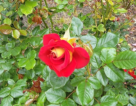Photo of a single, partially-opened rose. The outsides of the petals are yellow and the insides of the petals are red.