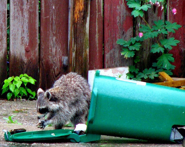 A raccoon rummaging through a tipped-over green bin