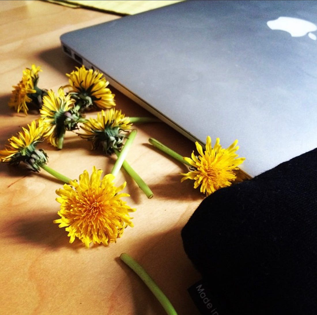 A close-up of dandelions on a desk next to a closed Apple laptop. 