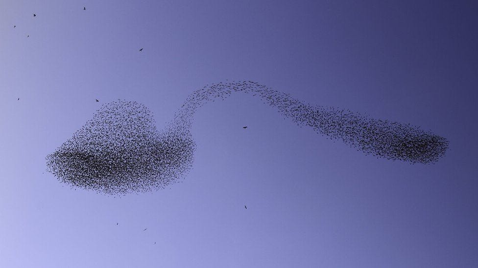 Starlings in shape of a spoon
