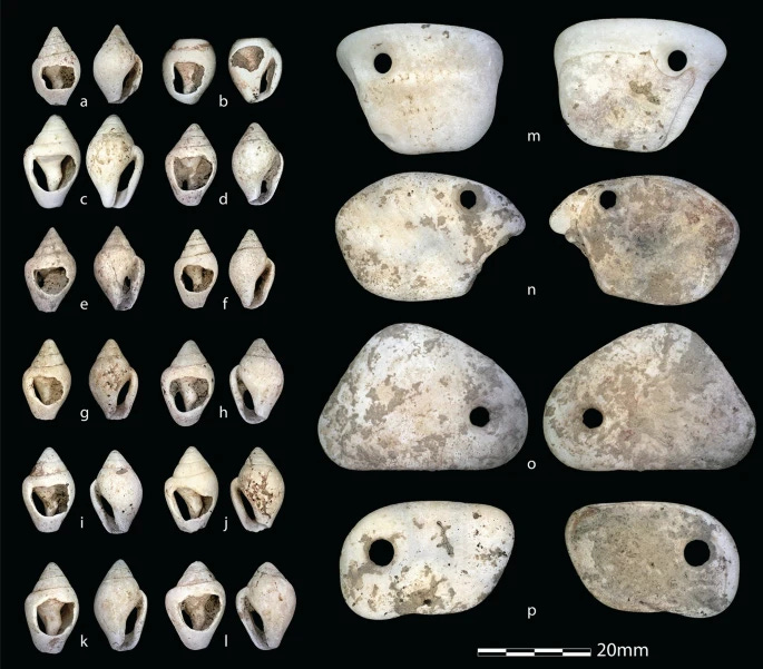Ornaments associated with AVH-1. Examples of Columbella rustica shell beads (a–l) and pierced pendants made from Glycmeris sp. (m–p).