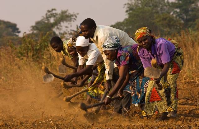 How the Haller Farmers App Helps Farmers in Africa - The Borgen Project