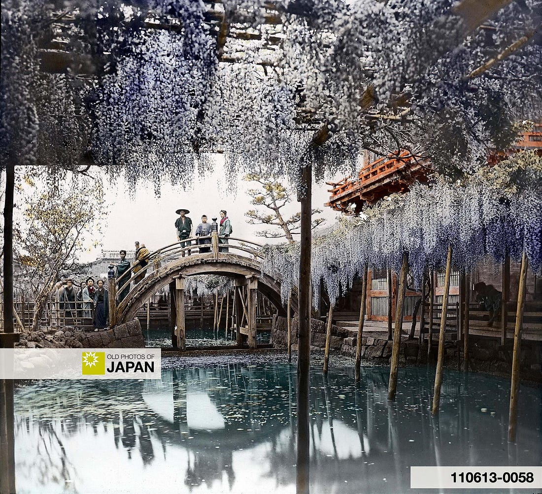 Tokyo 1890s • Wisteria at Kameido Tenjin
