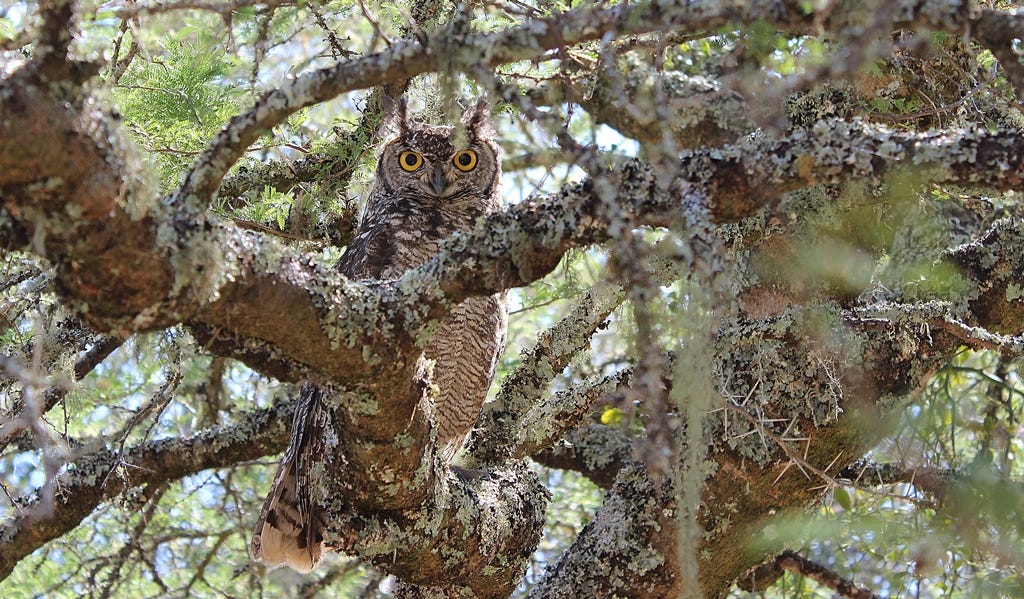 Owl near Makhanda