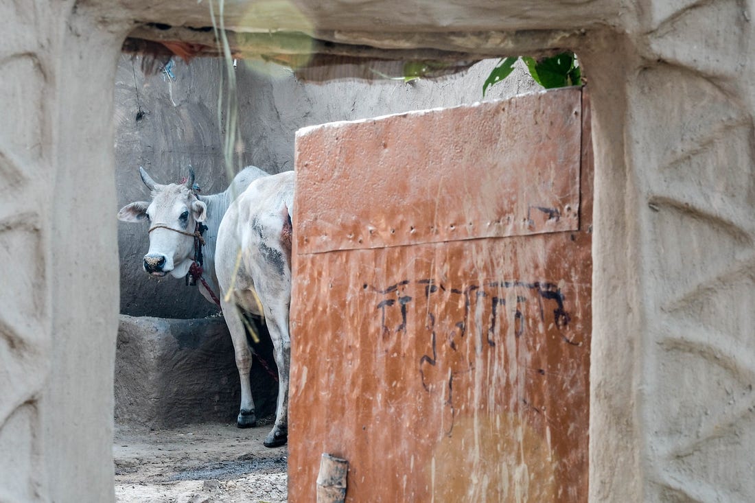 Cow inside a mud hut in remote village, Uttar Pradesh, India Cow inside a mud hut in remote village, Uttar Pradesh, India