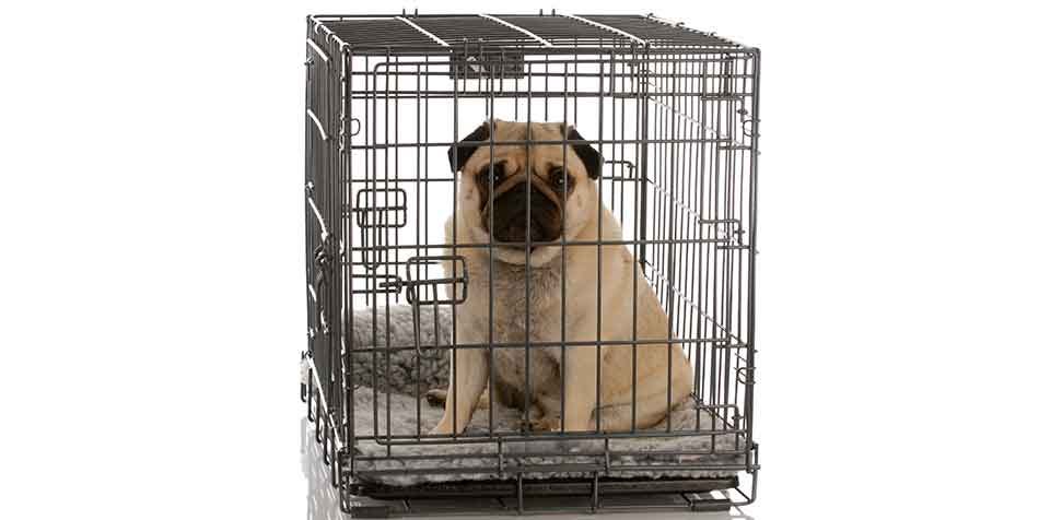 best crates for pugs