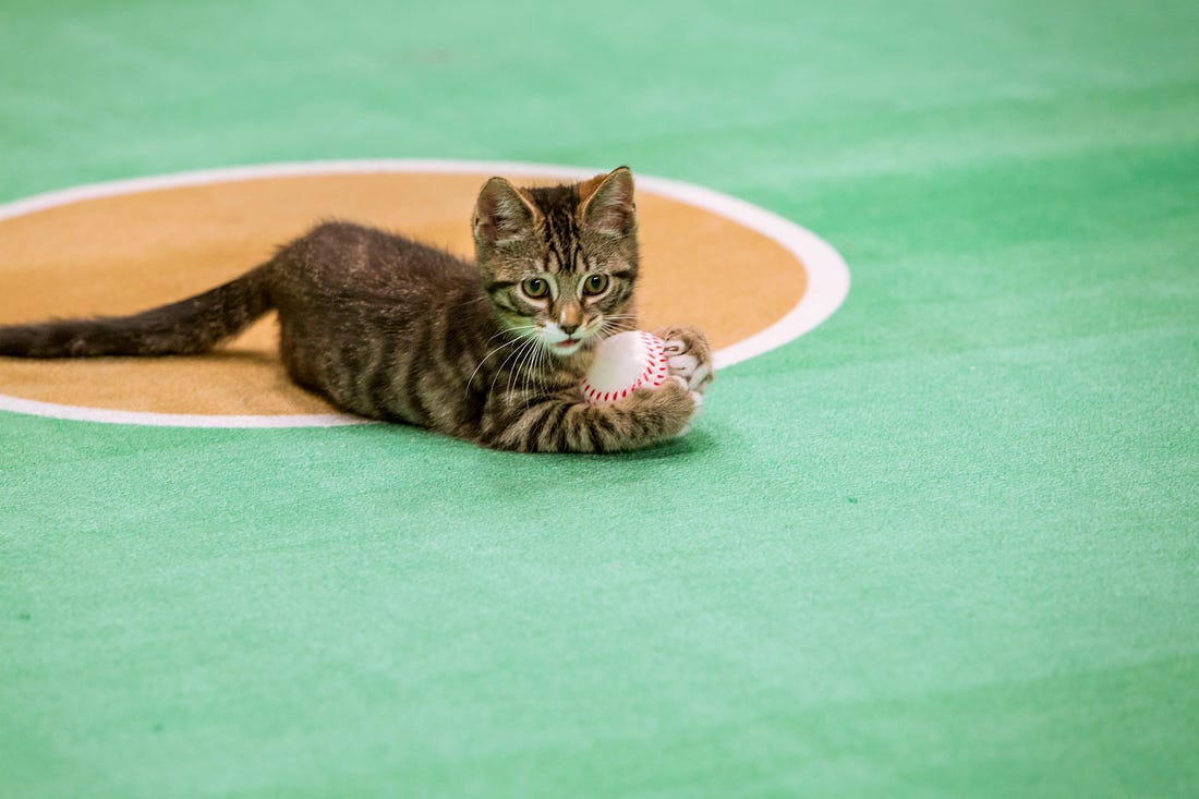 Kittens play baseball in &#39;Paw Star Game&#39; on Hallmark Channel