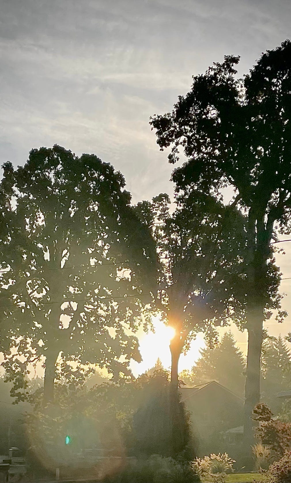 A sunrise bursts through oak trees
