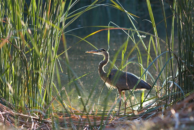 Great Blue Heron at Mojave Narrows, photo by Matt Curtis, some rights reserved
