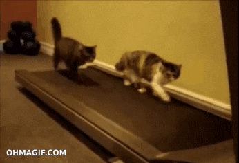 Two cats are on a treadmill but they are running at different paces. [gif]