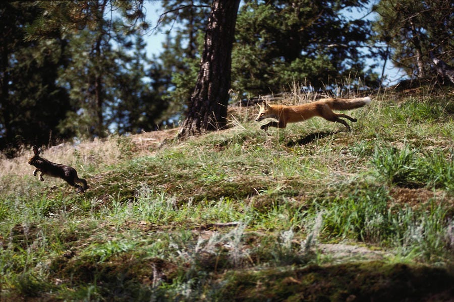 Image result for fox chasing rabbit