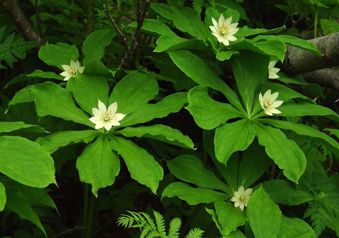 Paris japonica Kinugasasou in Hakusan 2003 7 27.jpg