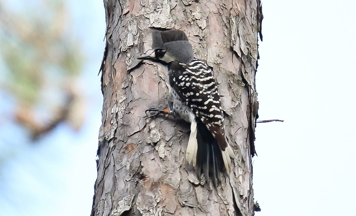 Russia deploys 10,000 red-cockaded woodpeckers to Ukrainian border