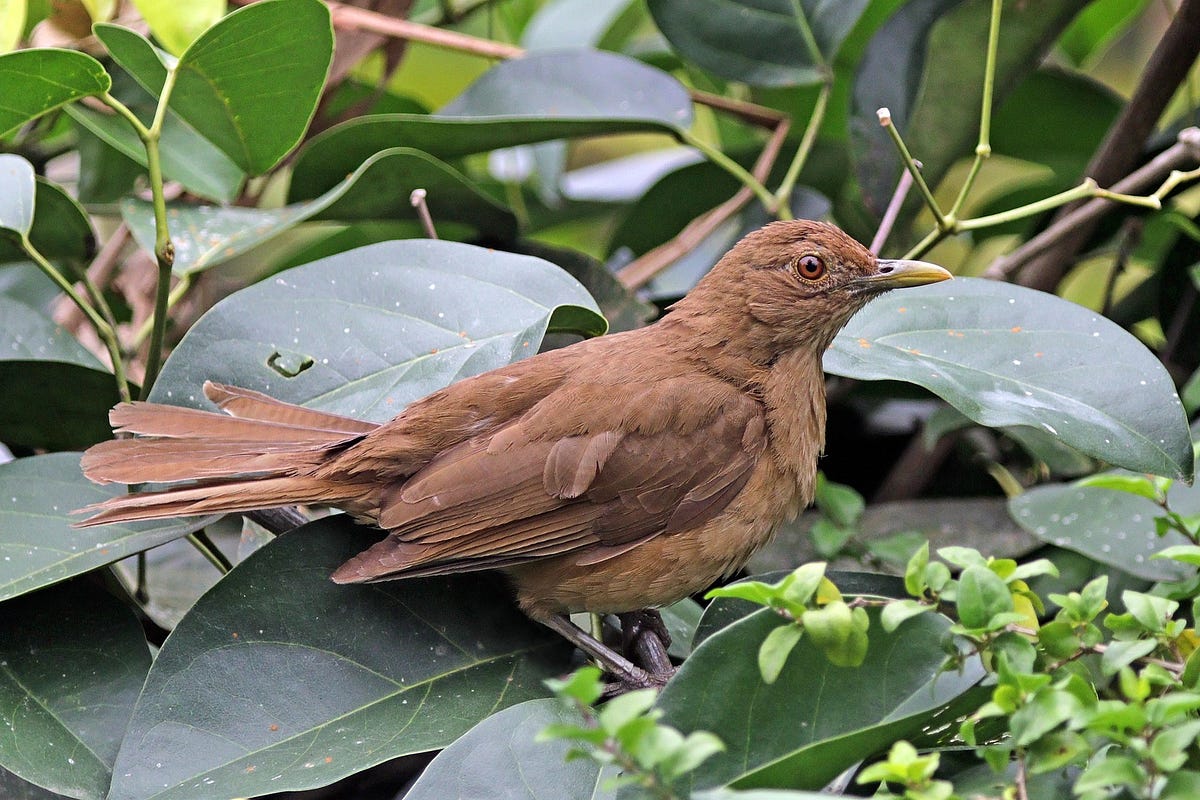 Why is Costa Rica’s national bird so dull? - by Alejandro Zúñiga - The ...