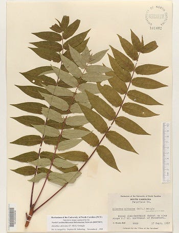 Medicinal Trees: Ailanthus altissima, Tree-of-heaven