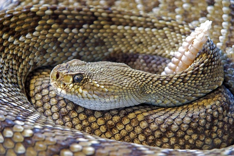 Snakes Poisoning the Well
