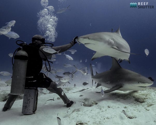 bull shark diving playa del carmen