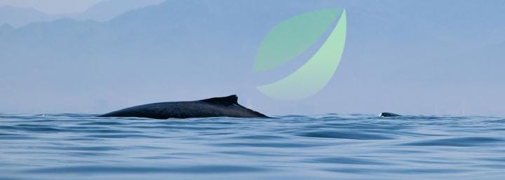 Bitfinex whales are flipping short on Bitcoin as institutions grow more active than ever