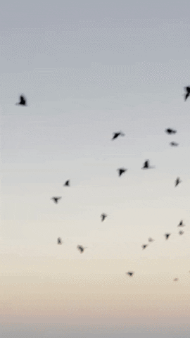 Animated GIF Animated GIF