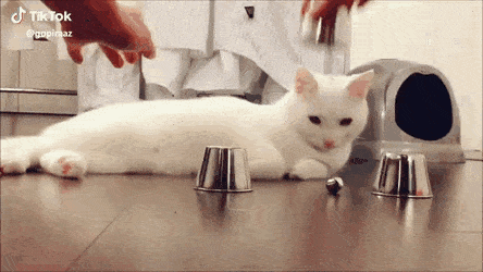 Best Proud Indian GIFs | Gfycat Best Proud Indian GIFs | Gfycat
