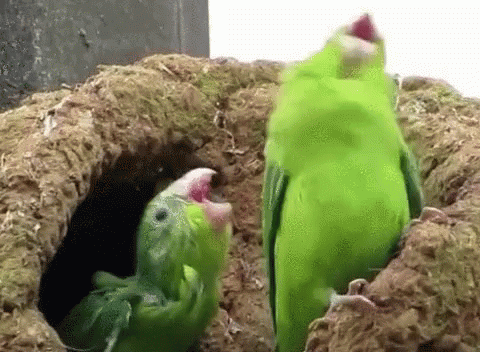 Bird Parrot GIF - Bird Parrot Papagallo GIFs Bird Parrot GIF - Bird Parrot Papagallo GIFs