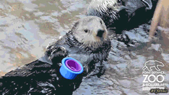 Absolutely Not Amused GIF - Otter Cute Cups GIFs Absolutely Not Amused GIF - Otter Cute Cups GIFs